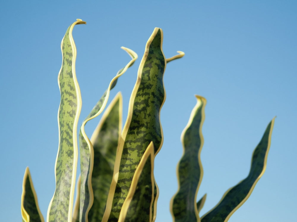 EUROPALMS Sansevieria (EVA),künstlich,grün-gelb,60cm