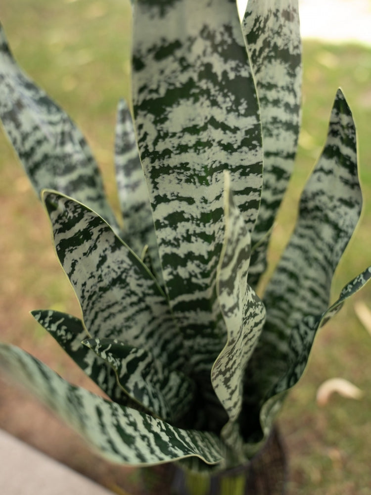 EUROPALMS Bogenhanf (EVA),künstlich,grün,60cm