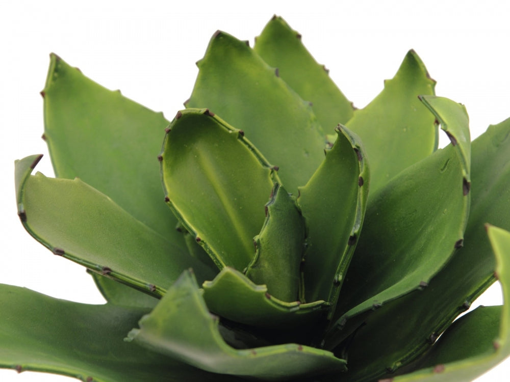 EUROPALMS Agave (EVA),künstlich,grün,35cm