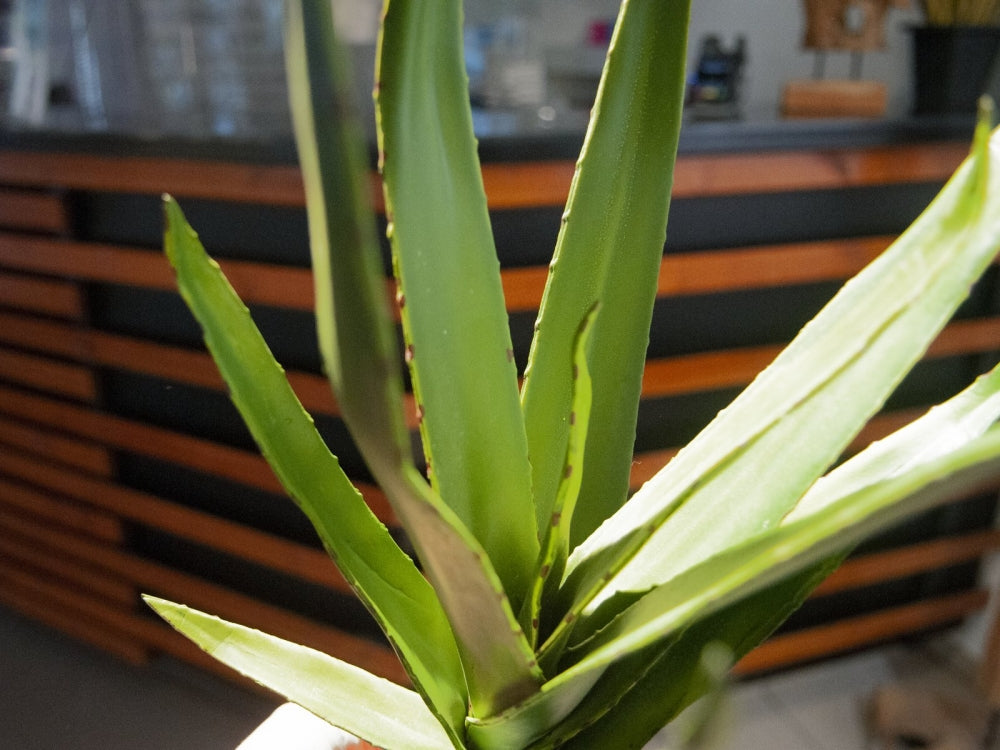 EUROPALMS Aloe (EVA),künstlich,grün,50cm