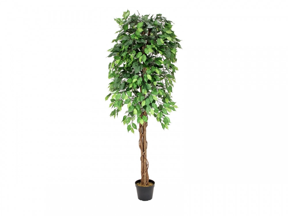 EUROPALMS Ficus-Benjamini Multi-Stamm,Kunstpflanze,180cm