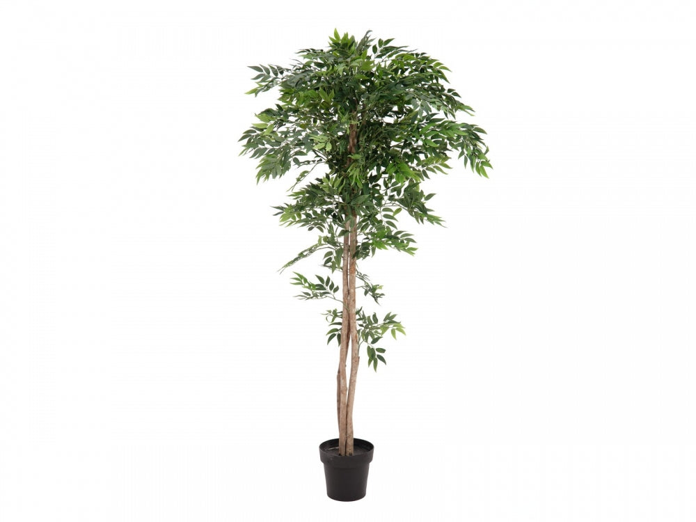 EUROPALMS Ficus Longifolia,Kunstpflanze,165cm