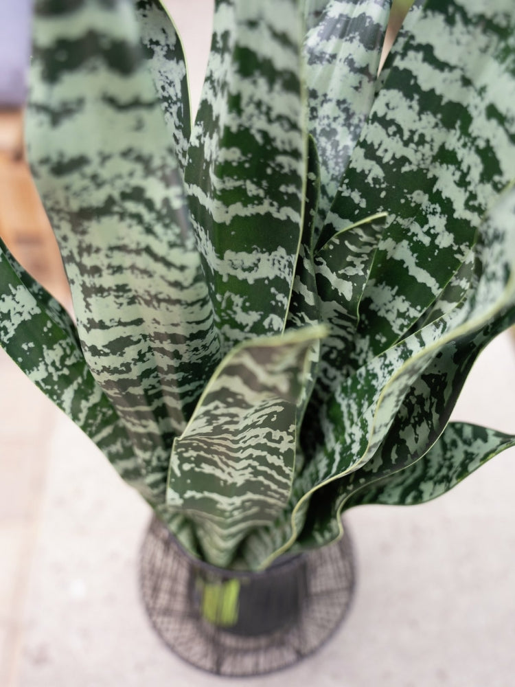 EUROPALMS Bogenhanf (EVA),künstlich,grün,60cm