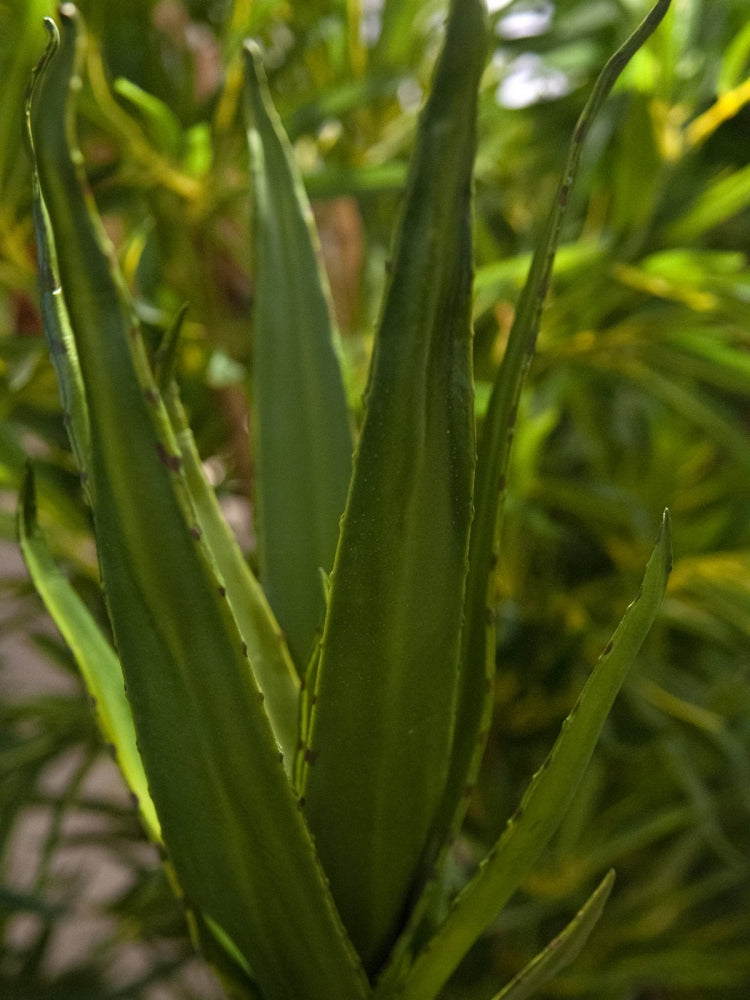 EUROPALMS Aloe (EVA),künstlich,grün,50cm