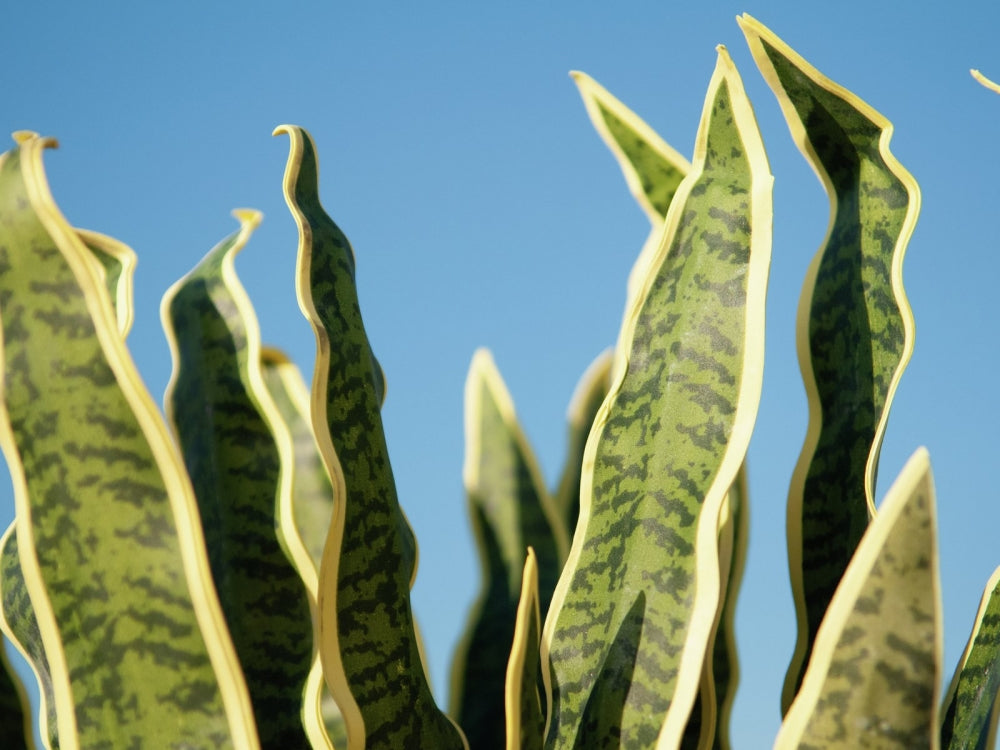 EUROPALMS Sansevieria (EVA),künstlich,grün-gelb,60cm