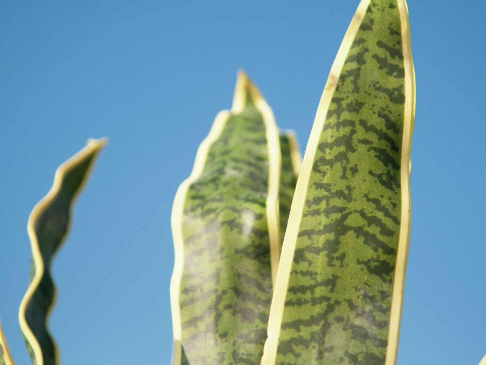 EUROPALMS Sansevieria (EVA),künstlich,grün-gelb,60cm